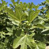 Il giardino � anche pieno di alberi di fichi e fioroni. Chi arriva prima della proiezione pu� raccogliere i frutti e mangiarseli liberamente